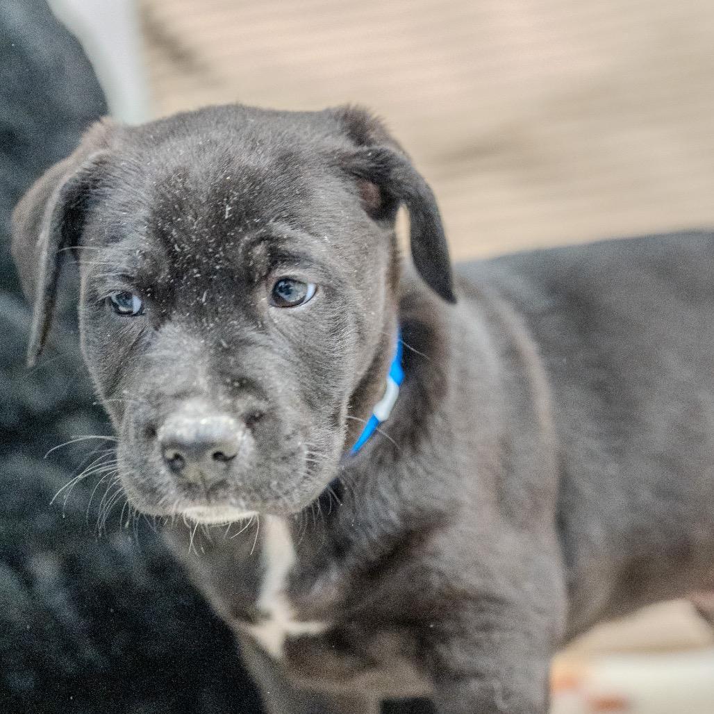 Enlarge Skippy, a Adoptable mixed breed in Pawling, NY image 4/6