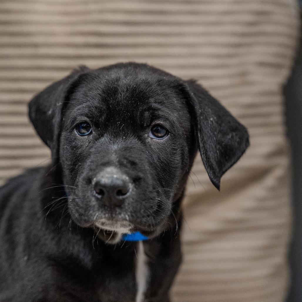 Enlarge Skippy, a Adoptable mixed breed in Pawling, NY image 6/6