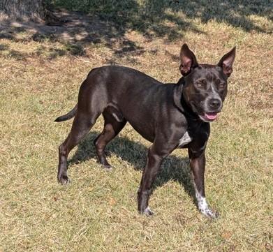 Hanson , ADOPTABLE, Adult Male Labrador Retriever.