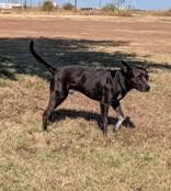 Enlarge Hanson , a ADOPTABLE mixed breed in Cleburne, TX image 2/2