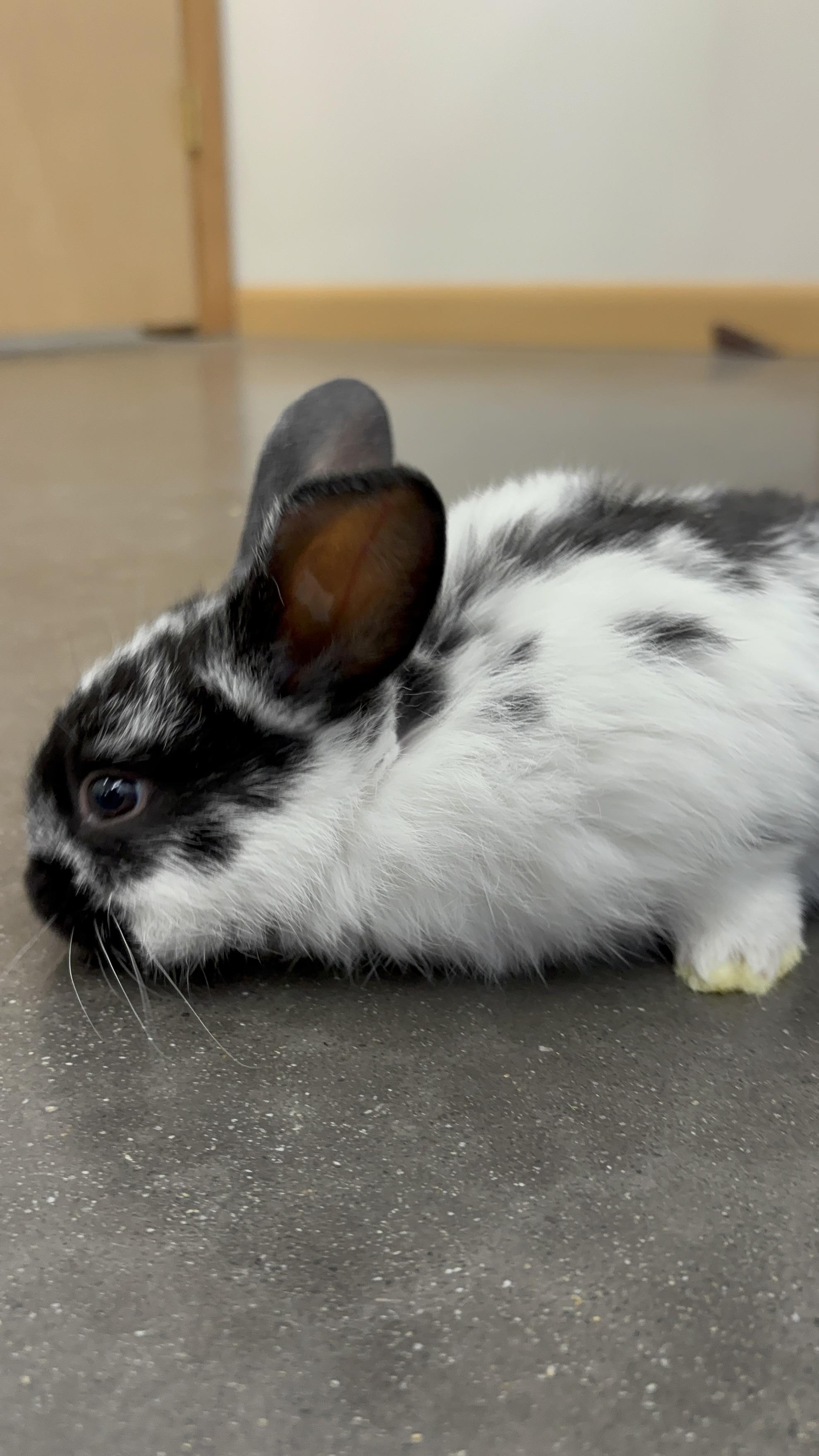 Anastasia, Adopted, Baby Female Flemish Giant & Rex.