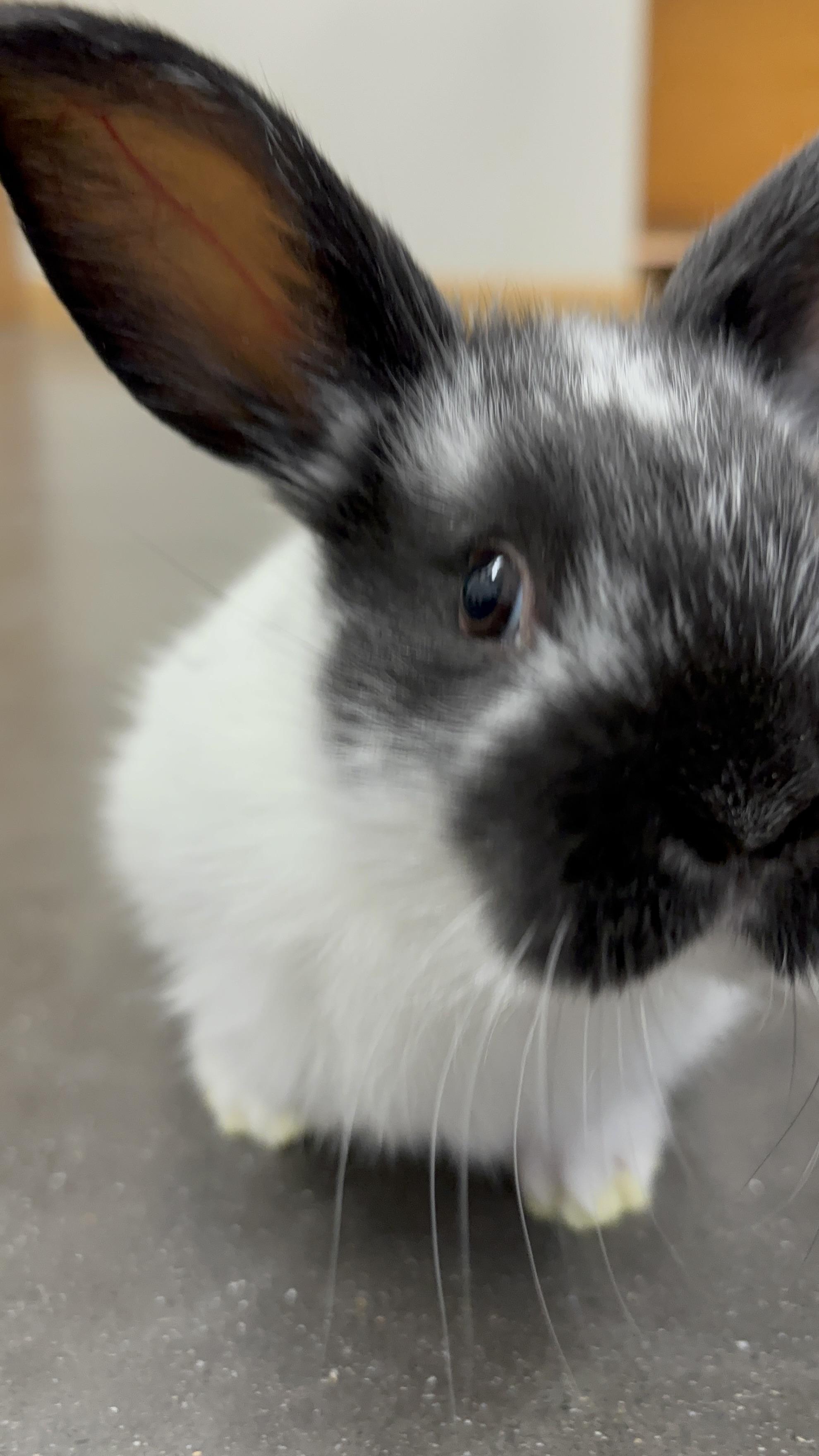 Enlarge Anastasia, a Adopted mixed breed in Haines, AK image 2/2