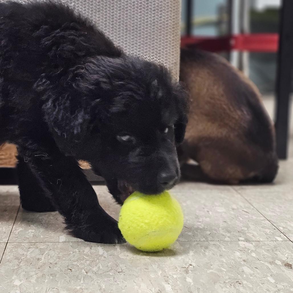 Bret, Adoptable, Puppy Male Mixed Breed.