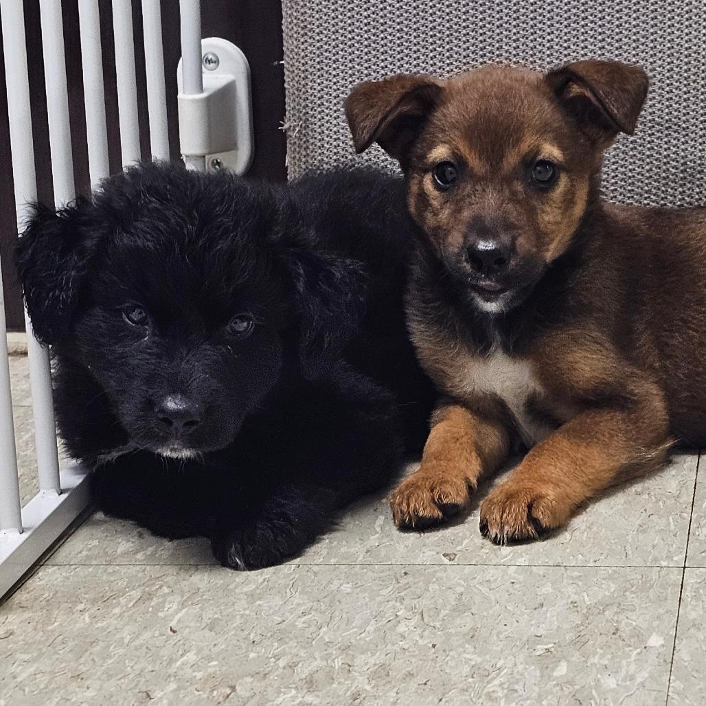 Bret, a Adoptable Mixed Breed in Tulsa, OK image 2/6