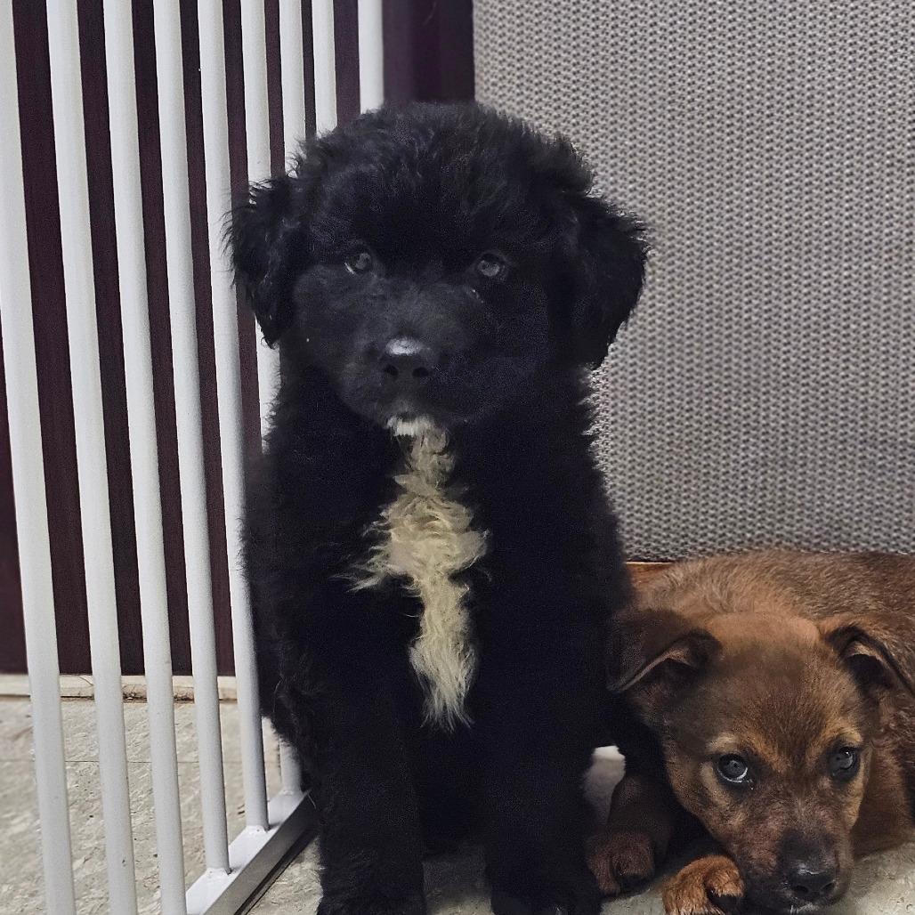 Bret, a Adoptable Mixed Breed in Tulsa, OK image 4/6