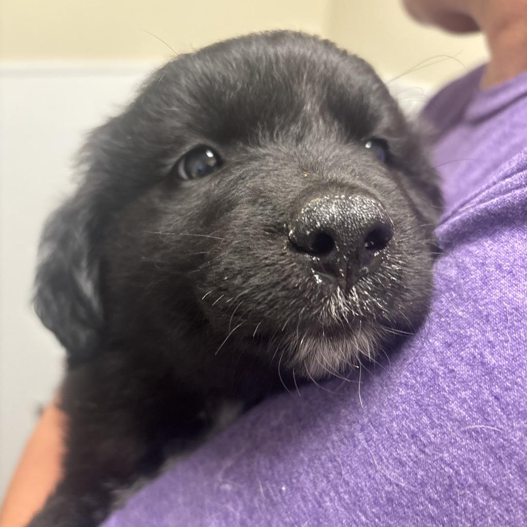 Bret, a Adoptable Mixed Breed in Tulsa, OK image 6/6