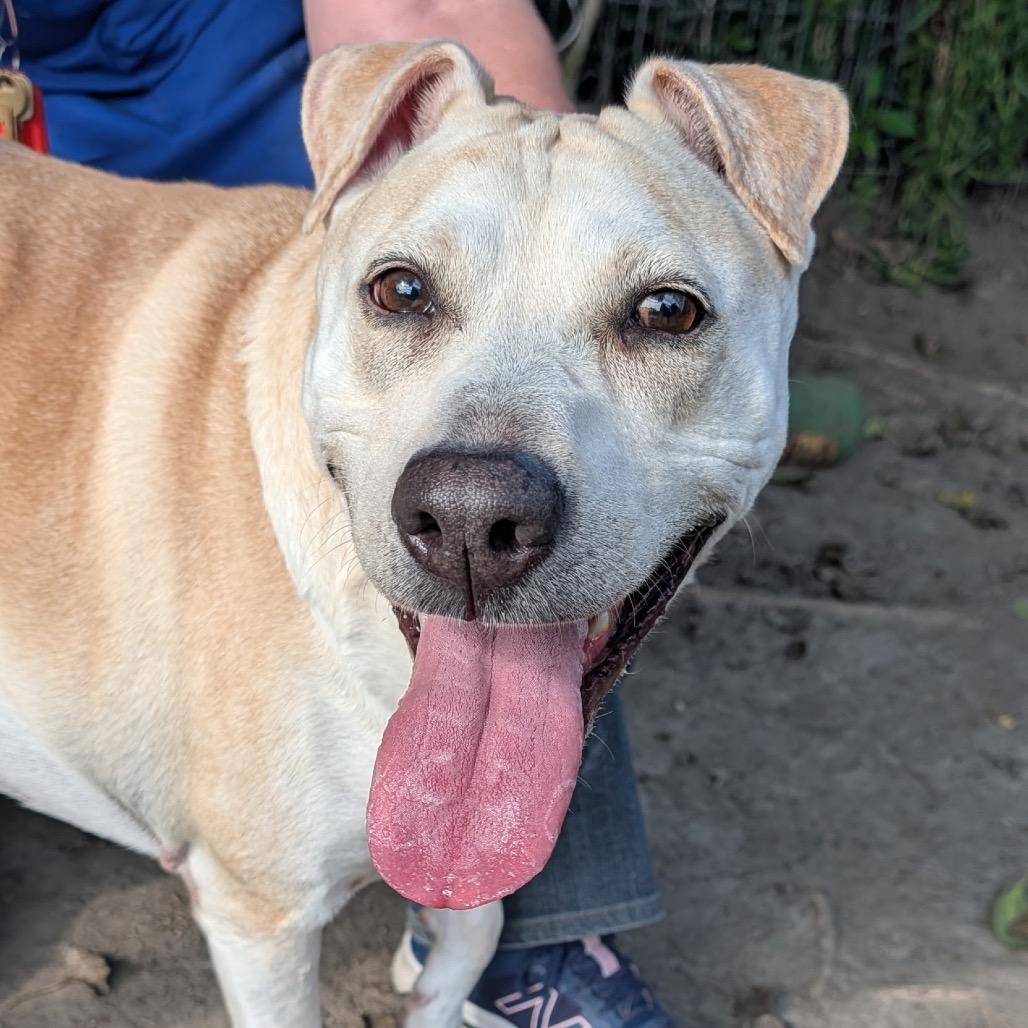Nova, Adoptable, Adult Female Yellow Labrador Retriever.