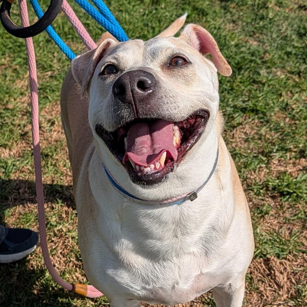 Enlarge Nova, a Adoptable mixed breed in Freeport, FL image 2/4