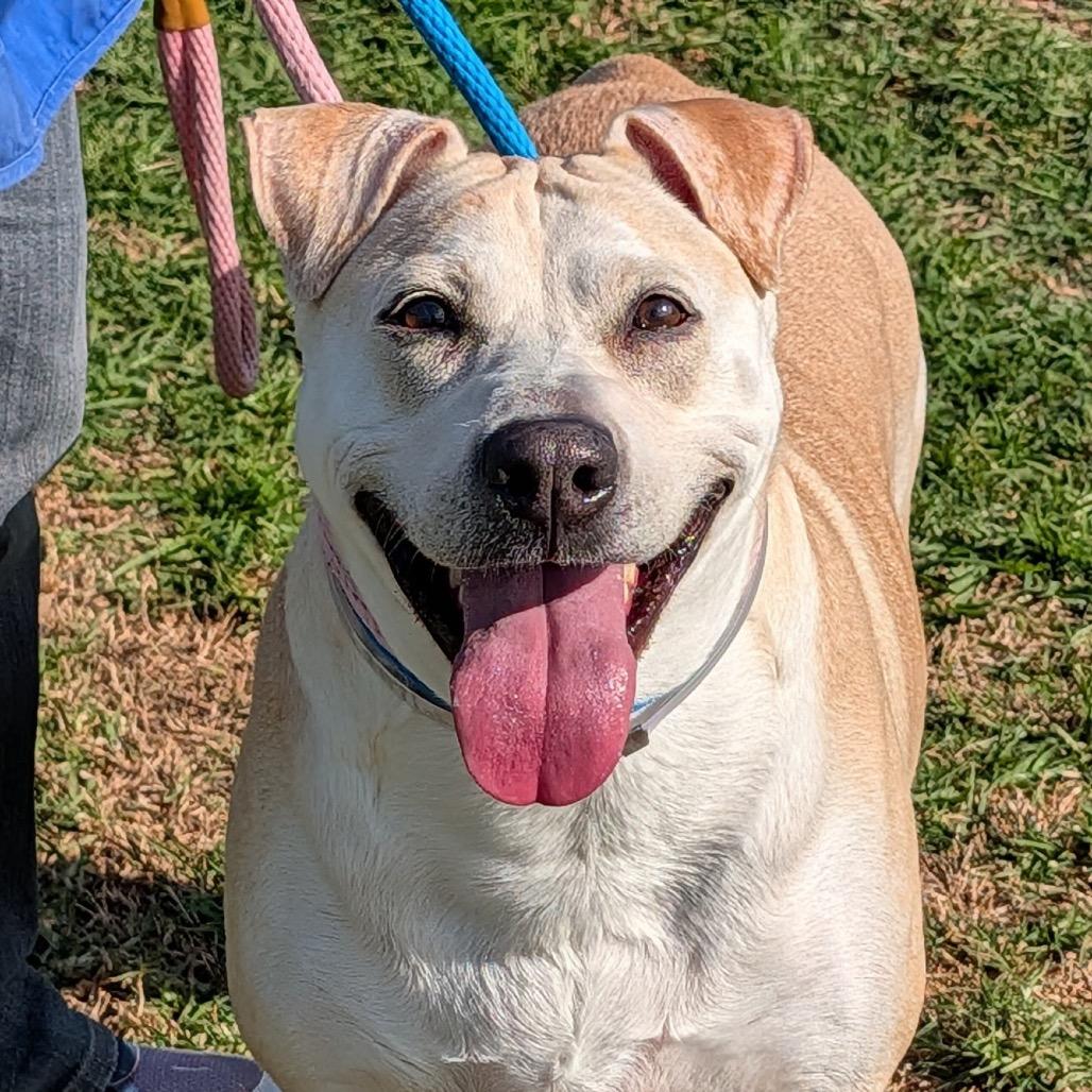 Enlarge Nova, a Adoptable mixed breed in Freeport, FL image 3/4