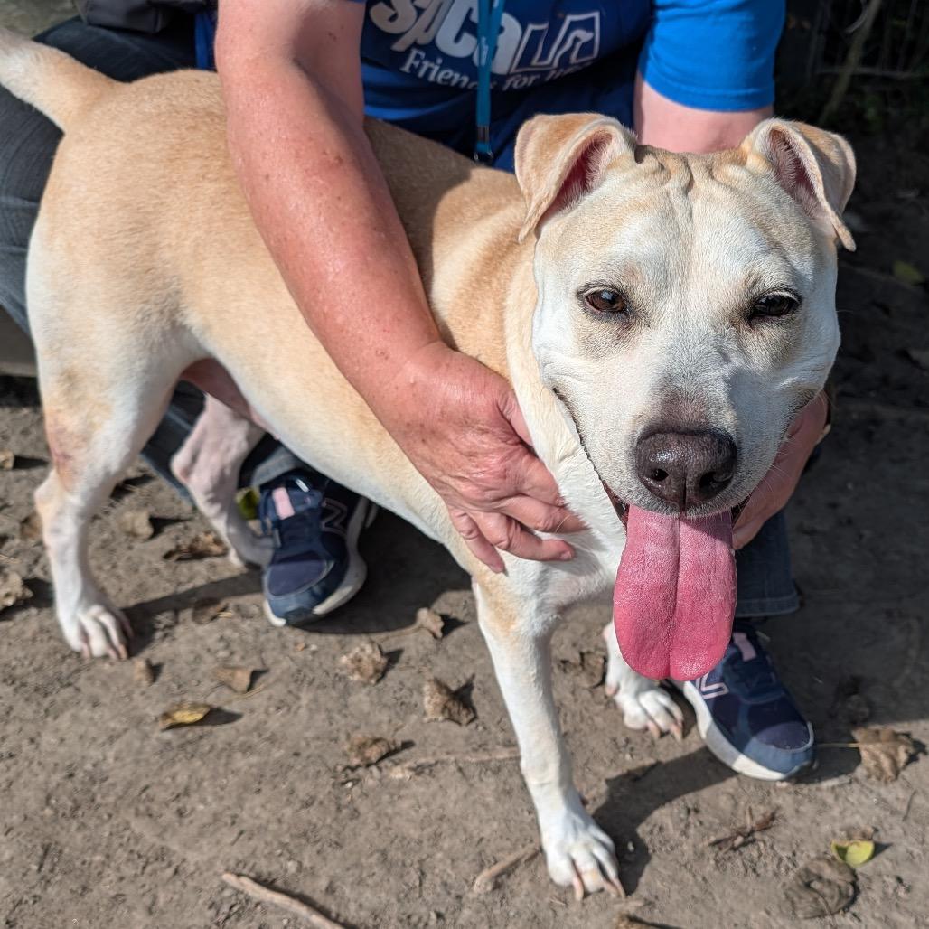 Enlarge Nova, a Adoptable mixed breed in Freeport, FL image 4/4