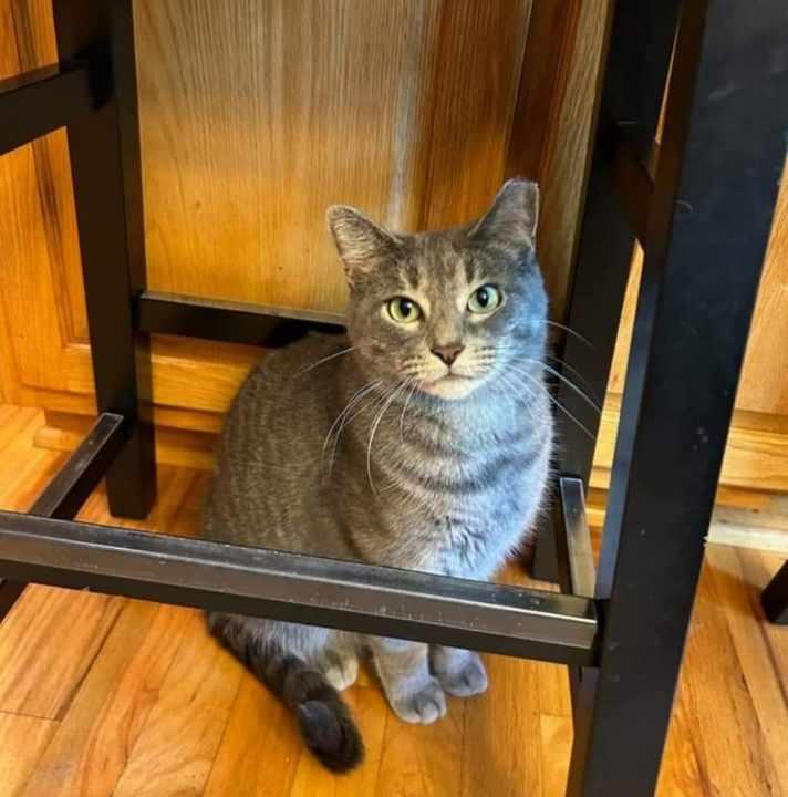 Luna, Adoptable, Adult Female Domestic Short Hair.