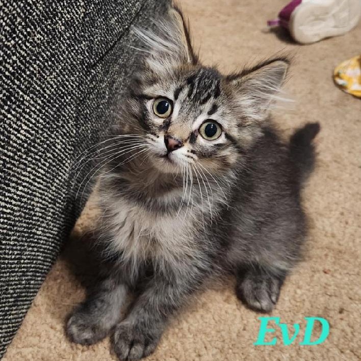 Erik Von Detten, an adopted Domestic Long Hair in Omaha, NE_image-1