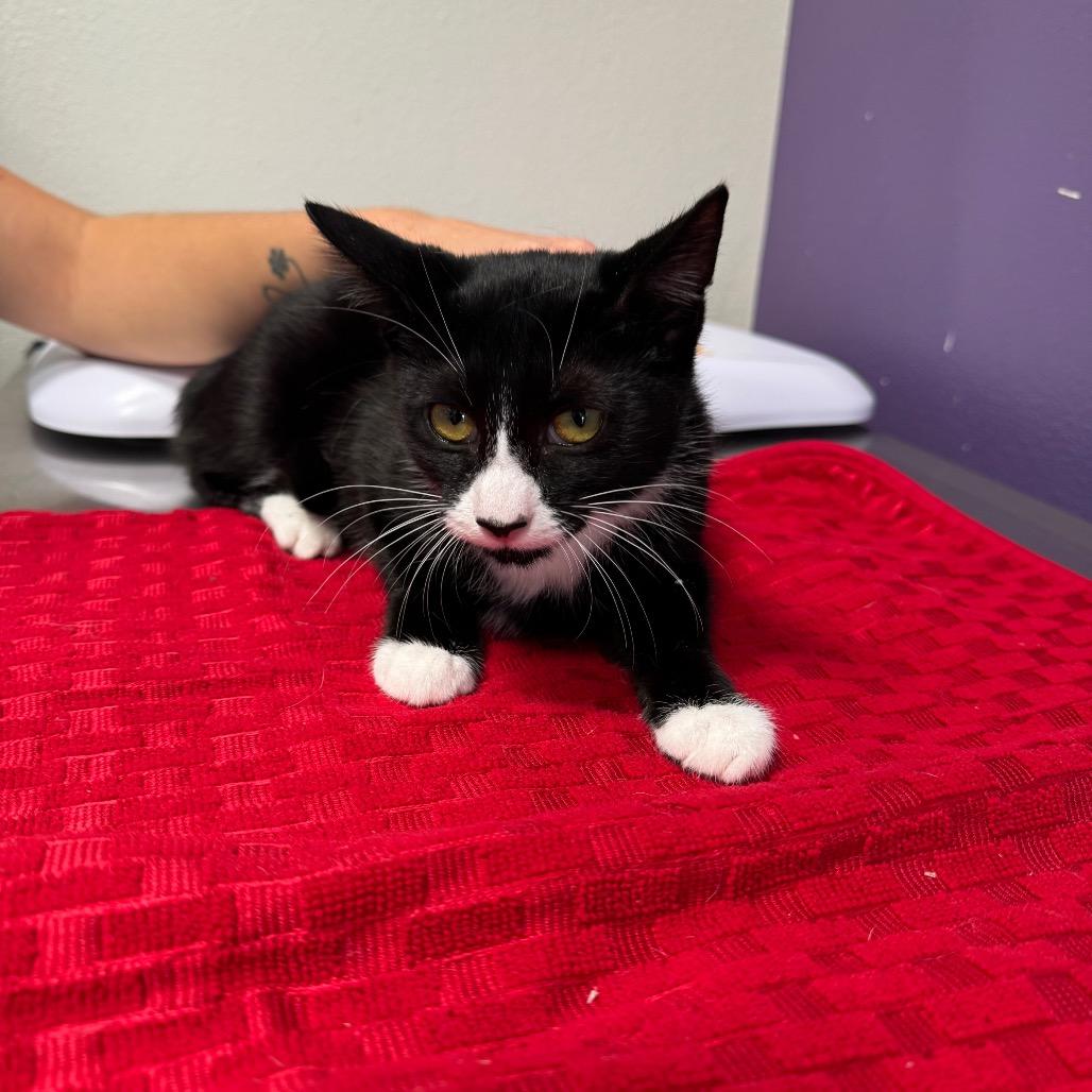 Enlarge Minnie, a Adoptable Domestic Short Hair in Englewood, FL image 1/1