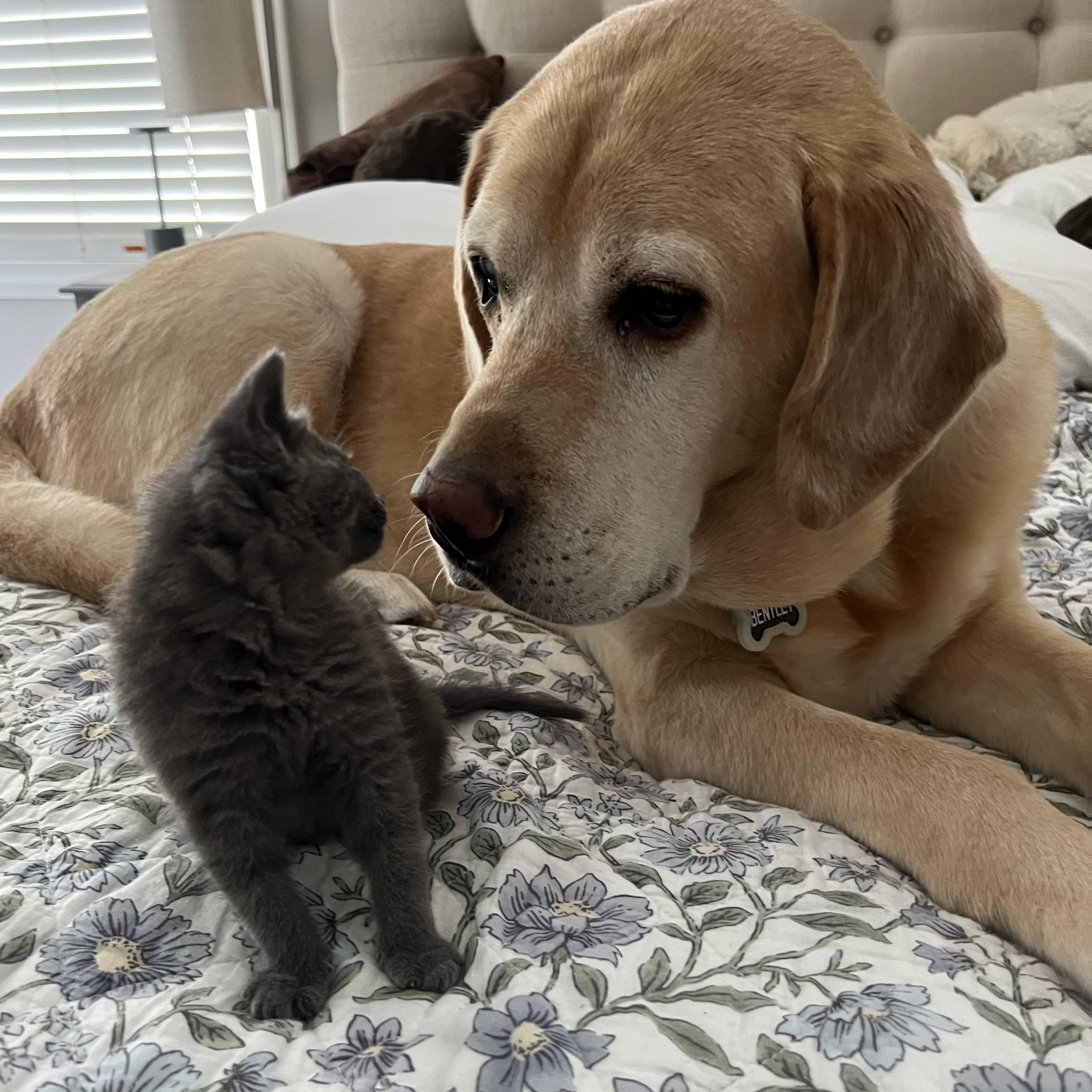 Maple & Willow