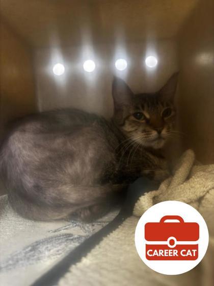 Baby Girl, Adoptable, Adult Female Domestic Short Hair & Domestic Short Hair.