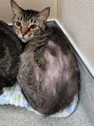 Enlarge Baby Girl, a Adoptable mixed breed in Roseville, CA image 2/2