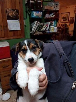Orville, Adopted, Puppy Male Jack Russell Terrier.