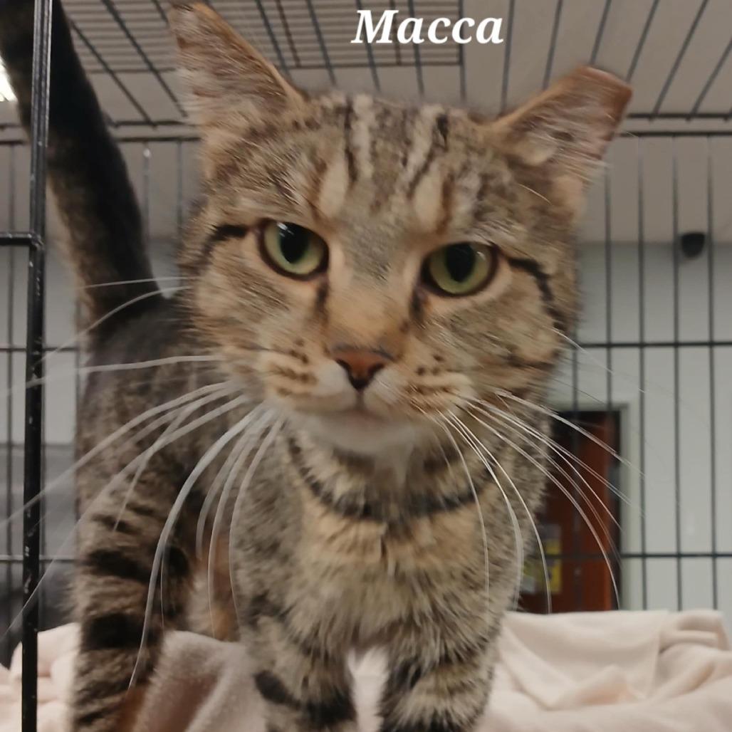 Enlarge Macca, a Adoptable Domestic Short Hair in Richmond, IN image 1/1