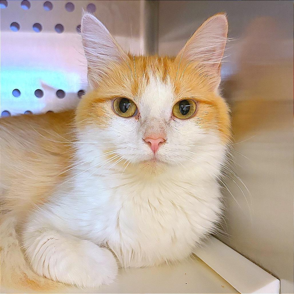 Tango, Adoptable, Young Female Domestic Medium Hair.