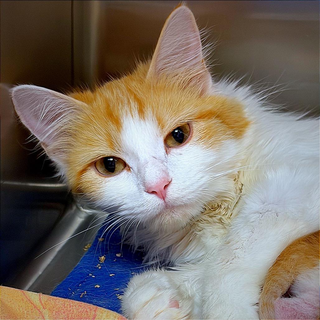 Tango, a Adoptable Domestic Medium Hair in Hannibal, MO image 3/5