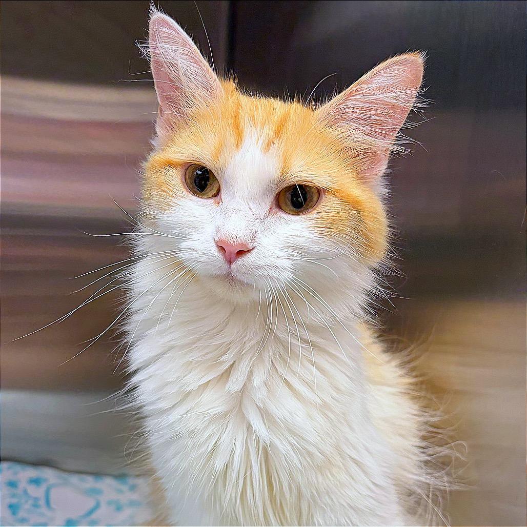 Tango, a Adoptable Domestic Medium Hair in Hannibal, MO image 4/5