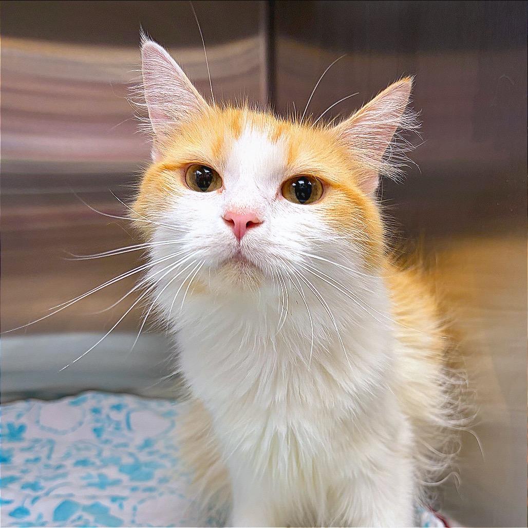 Tango, a Adoptable Domestic Medium Hair in Hannibal, MO image 5/5