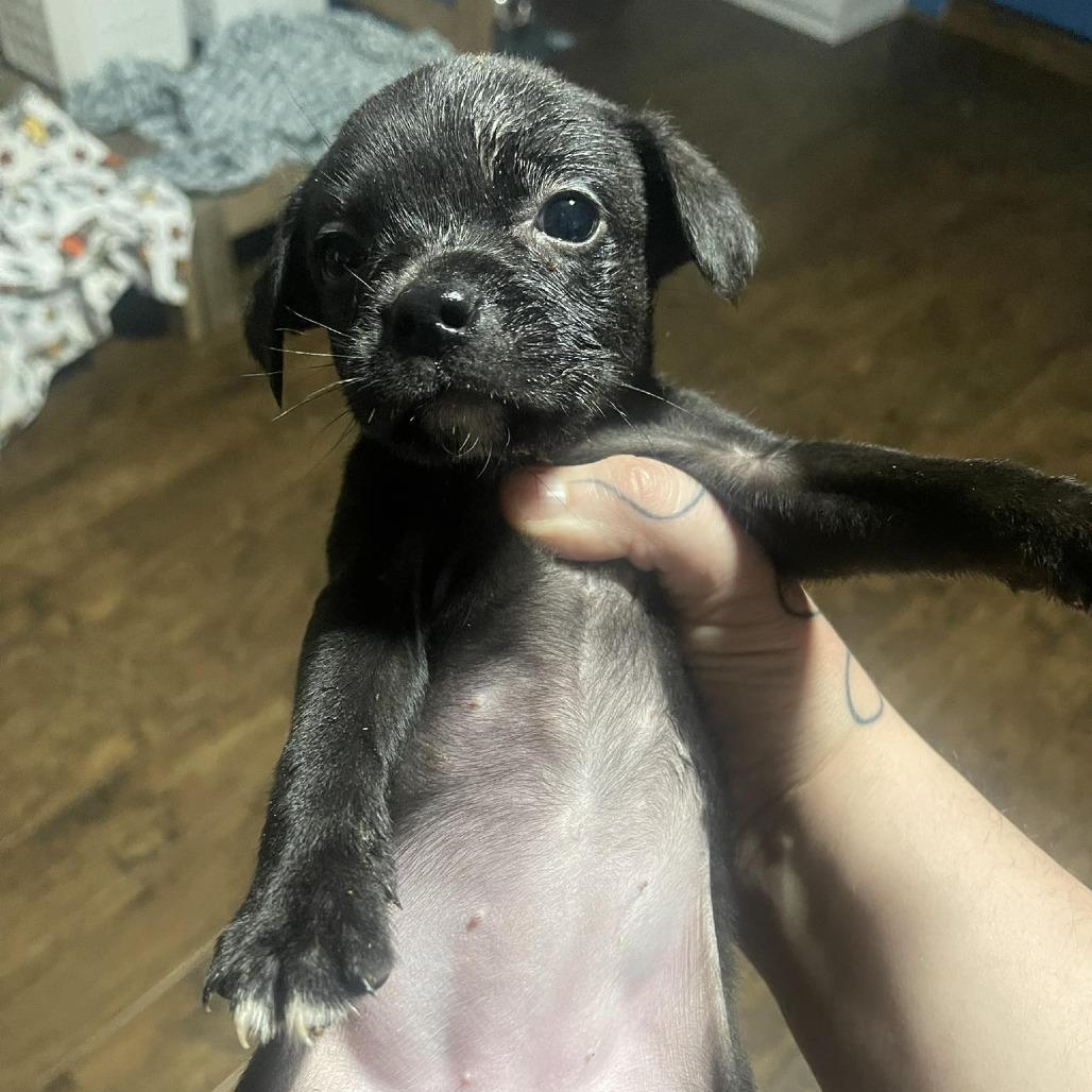 Bumble Bee, Adoptable, Puppy Female Boston Terrier & Mixed Breed.