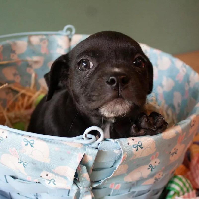 Enlarge Bumble Bee, a Adoptable mixed breed in Waco, TX image 2/2