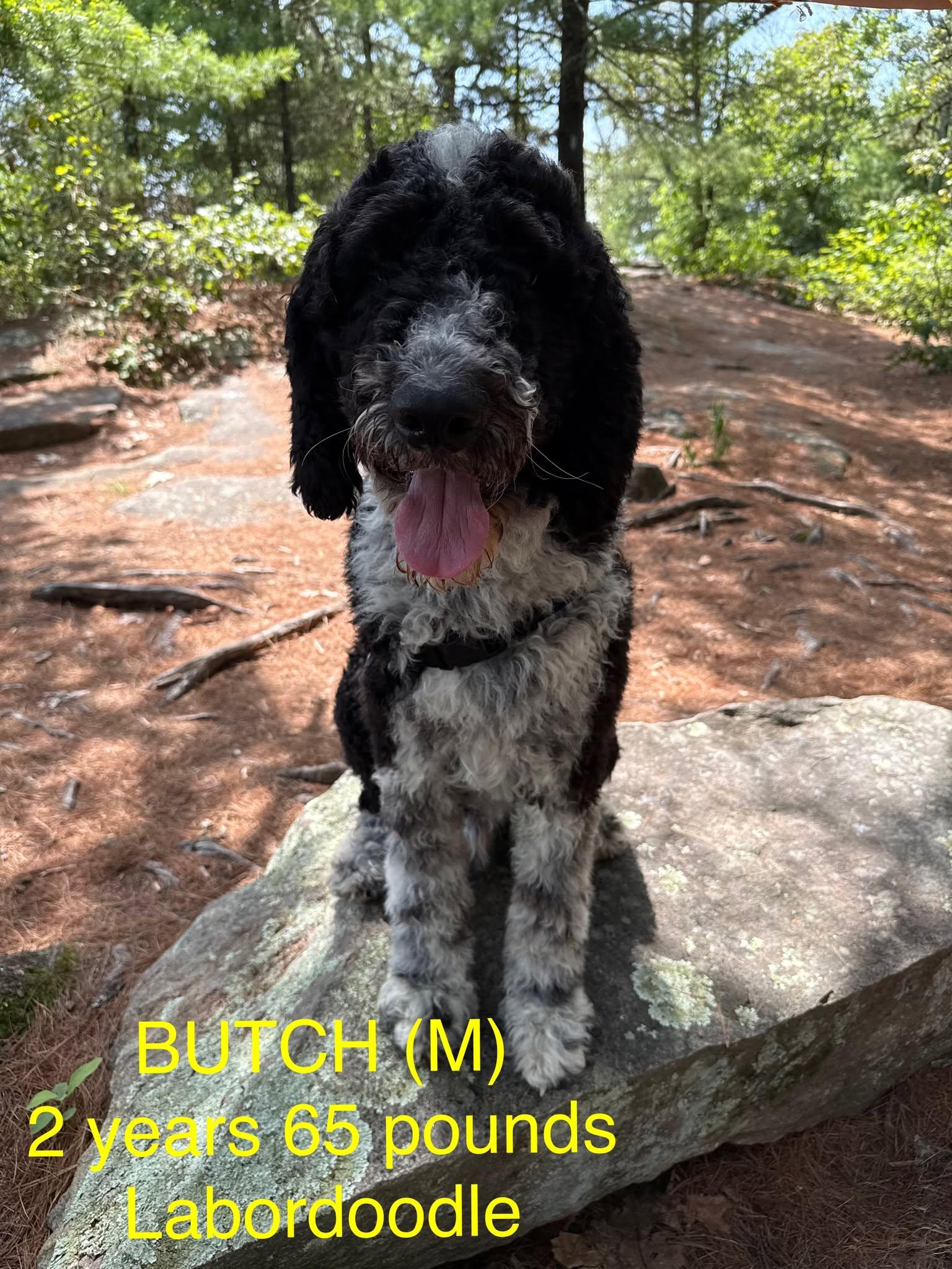 Enlarge Butch, a Adopted mixed breed in Pomfret Center, CT image 1/3