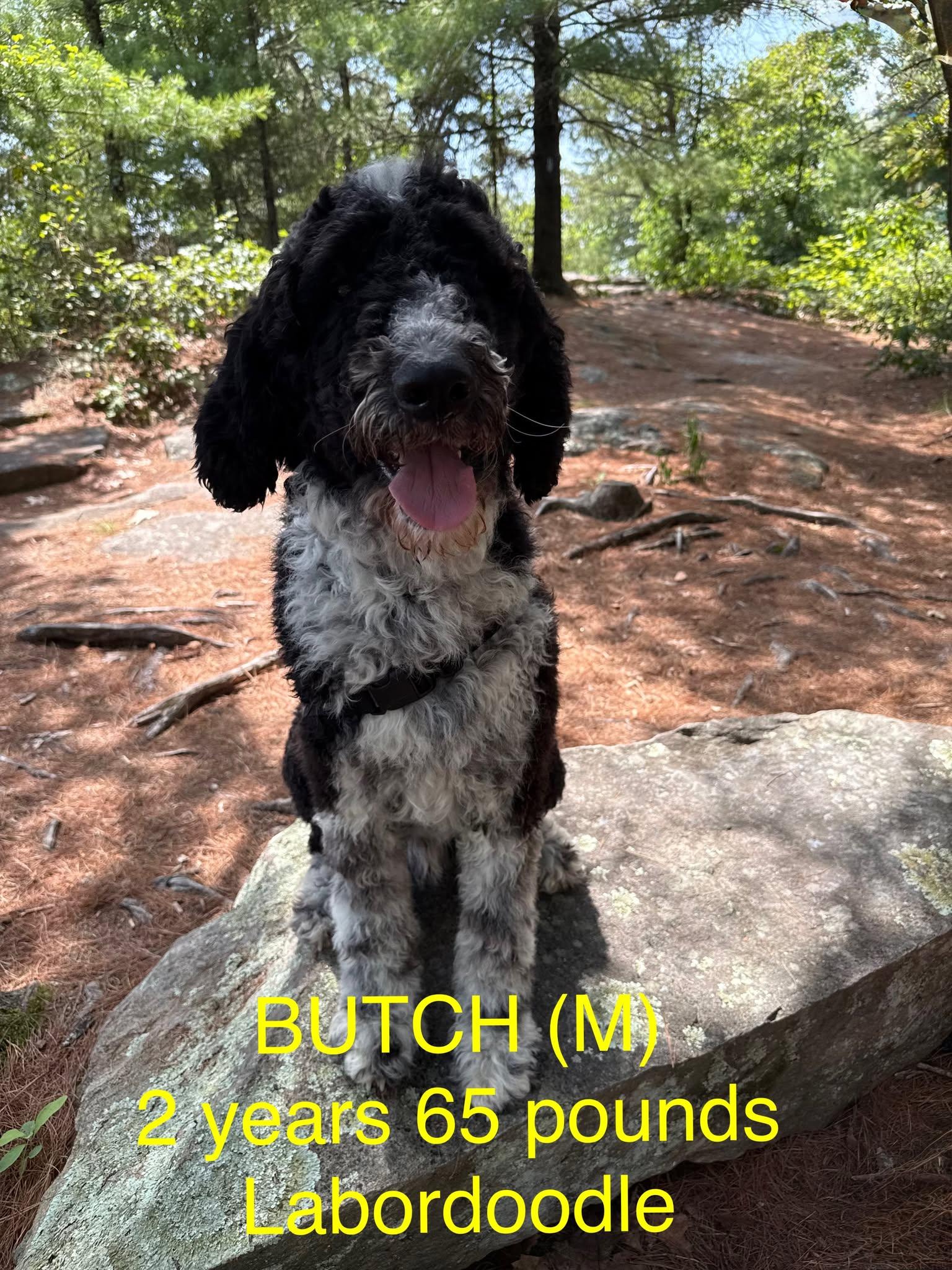 Enlarge Butch, a Adopted mixed breed in Pomfret Center, CT image 2/3