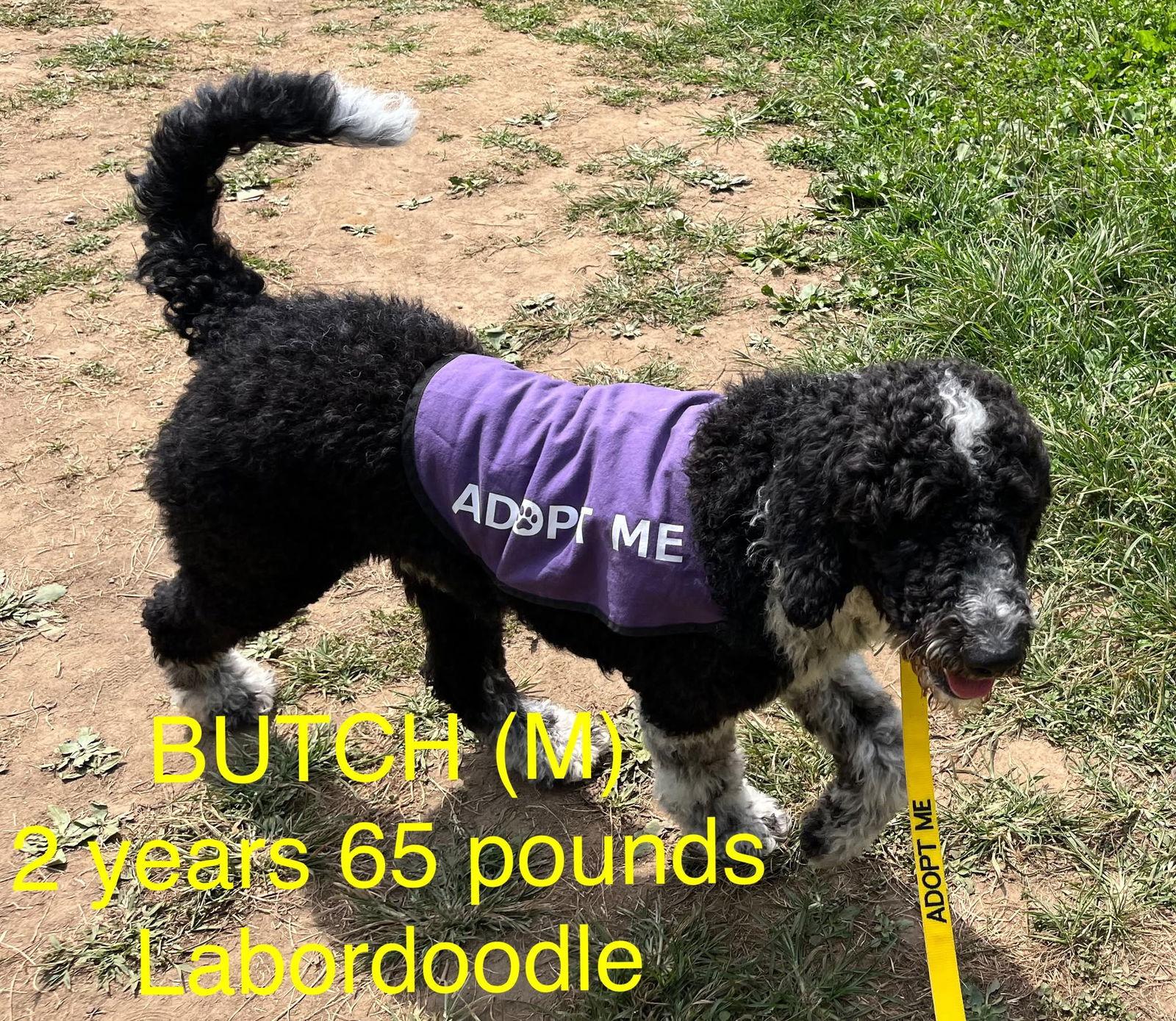 Enlarge Butch, a Adopted mixed breed in Pomfret Center, CT image 3/3