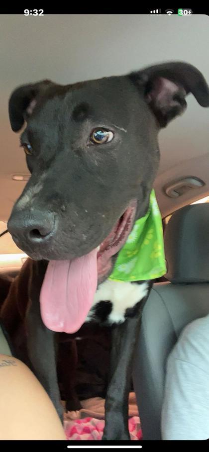 ATLAS FOSTER, Adoptable, Adult Male German Shepherd Dog & Pit Bull Terrier.