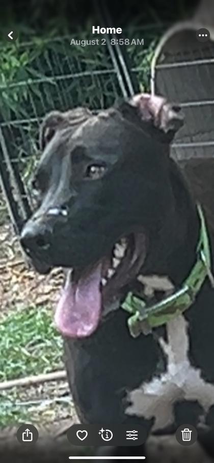 Enlarge ATLAS FOSTER, a Adoptable mixed breed in Houston, TX image 2/3