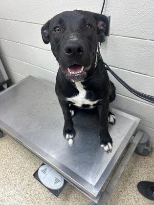 Enlarge ATLAS FOSTER, a Adoptable mixed breed in Houston, TX image 3/3