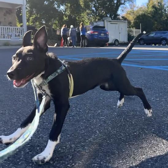 Enlarge Green Bean Casserole, an adoptable Mixed Breed in Chester, PA image 3/6