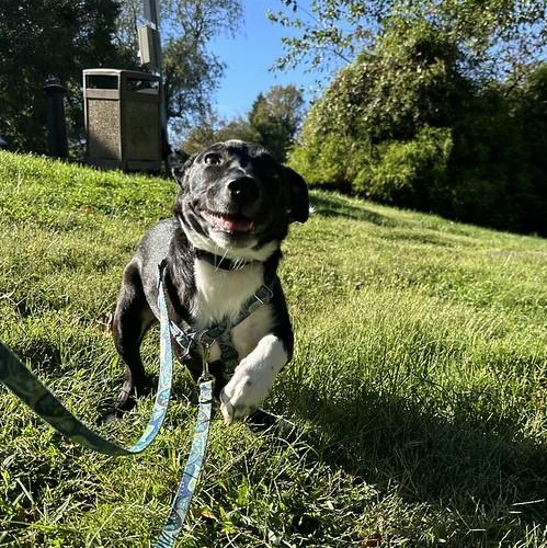 Enlarge Green Bean Casserole, an adoptable Mixed Breed in Chester, PA image 2/6
