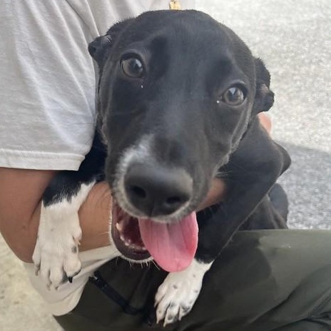 Green Bean Casserole, adoptable, Young Male Mixed Breed.