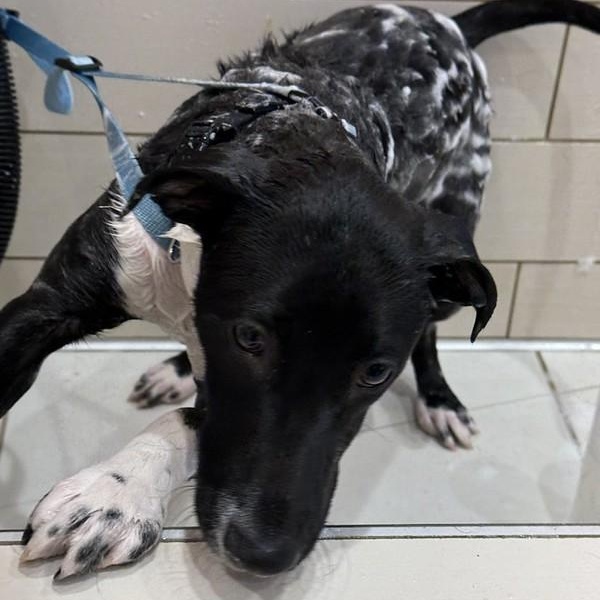 Enlarge Green Bean Casserole, an adoptable Mixed Breed in Chester, PA image 6/6