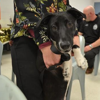 Enlarge Green Bean Casserole, an adoptable Mixed Breed in Chester, PA image 5/6