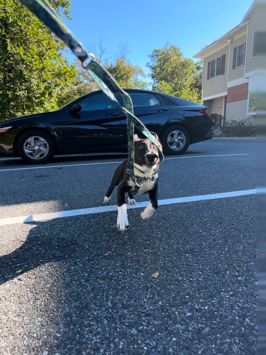 Enlarge Green Bean Casserole, an adoptable Mixed Breed in Chester, PA video 4/6