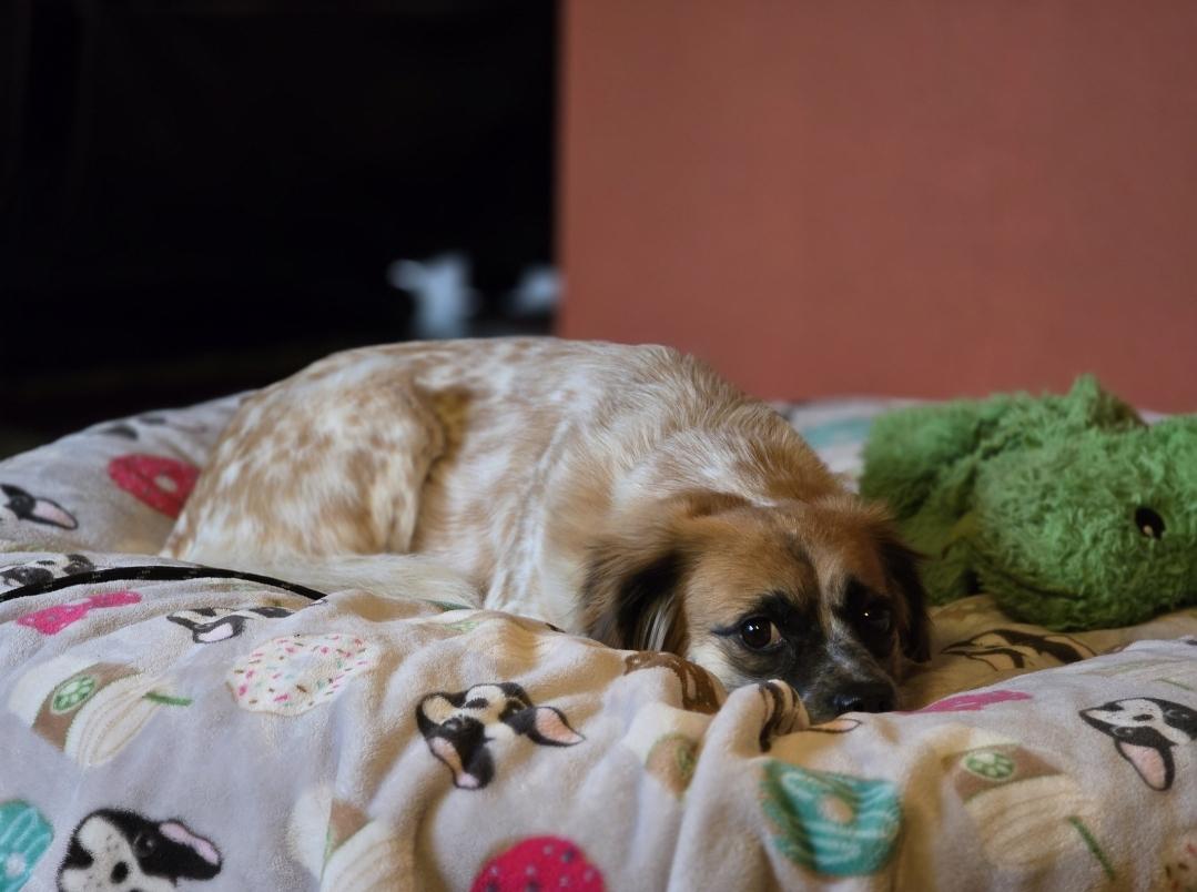 Cinnamon, an adoptable mixed breed in Buckley, WA image 3/4