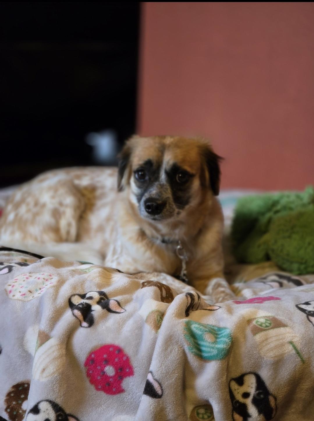 Cinnamon, an adoptable mixed breed in Buckley, WA image 4/4