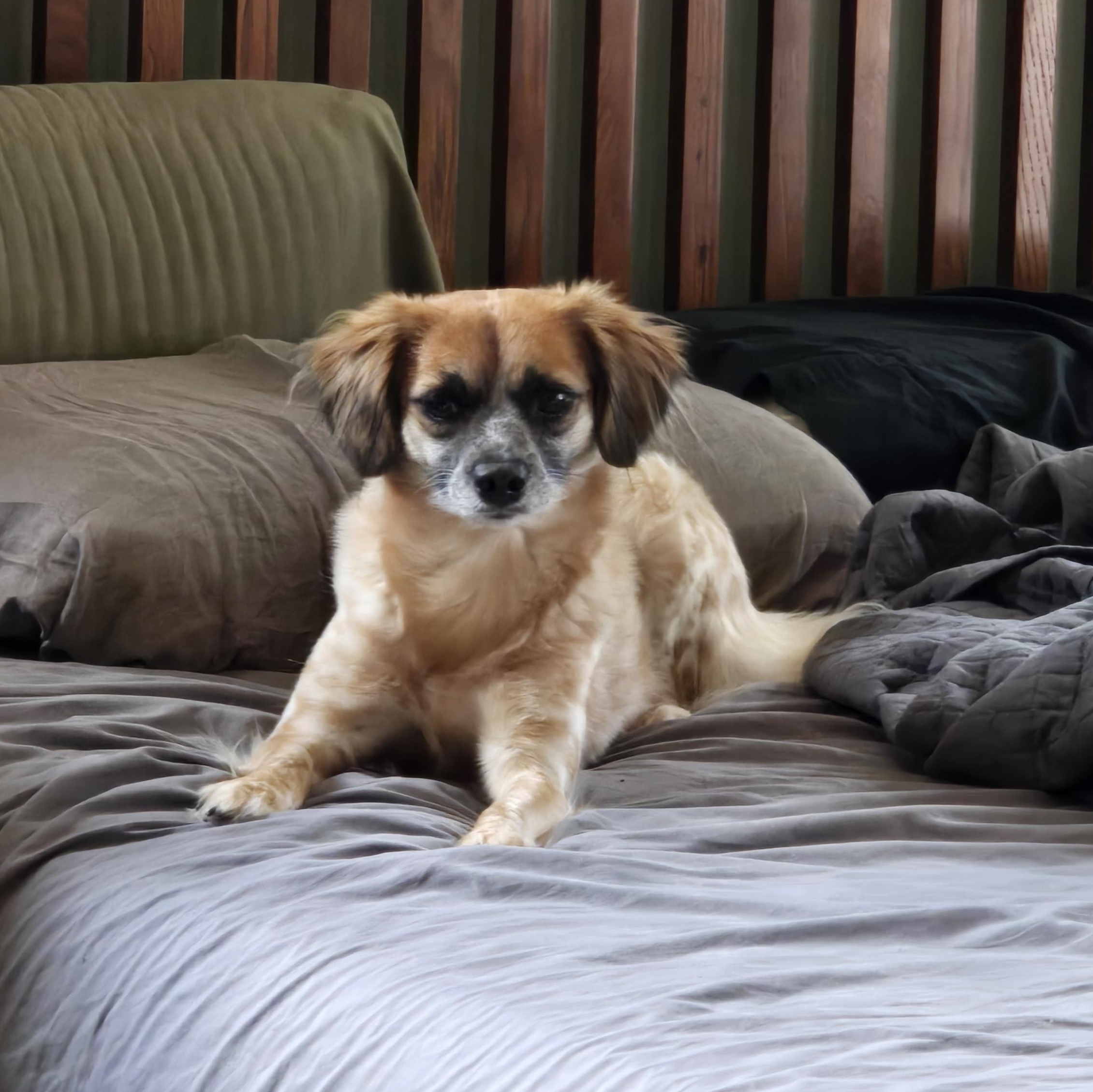 Cinnamon, an adoptable mixed breed in Buckley, WA image 1/4