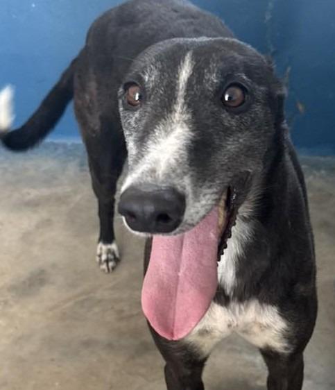 Richie, Adoptable, Adult Male Greyhound.