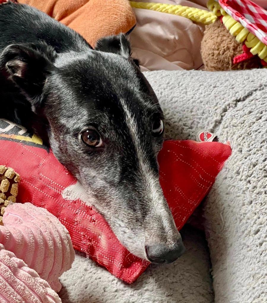 Enlarge Richie, a Adoptable Greyhound in Hopkinton, MA image 3/3