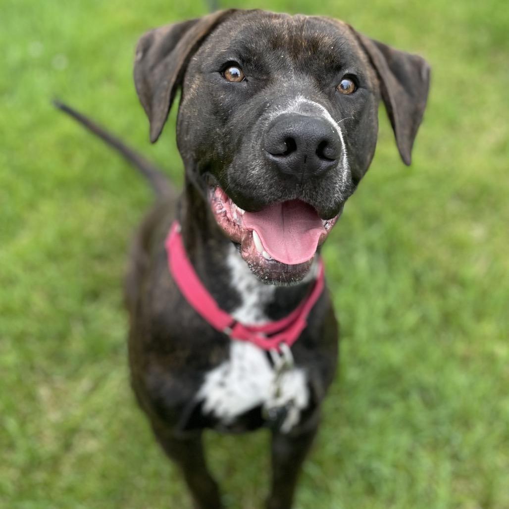 Hank, Adoptable, Adult Male Pit Bull Terrier & German Shorthaired Pointer.