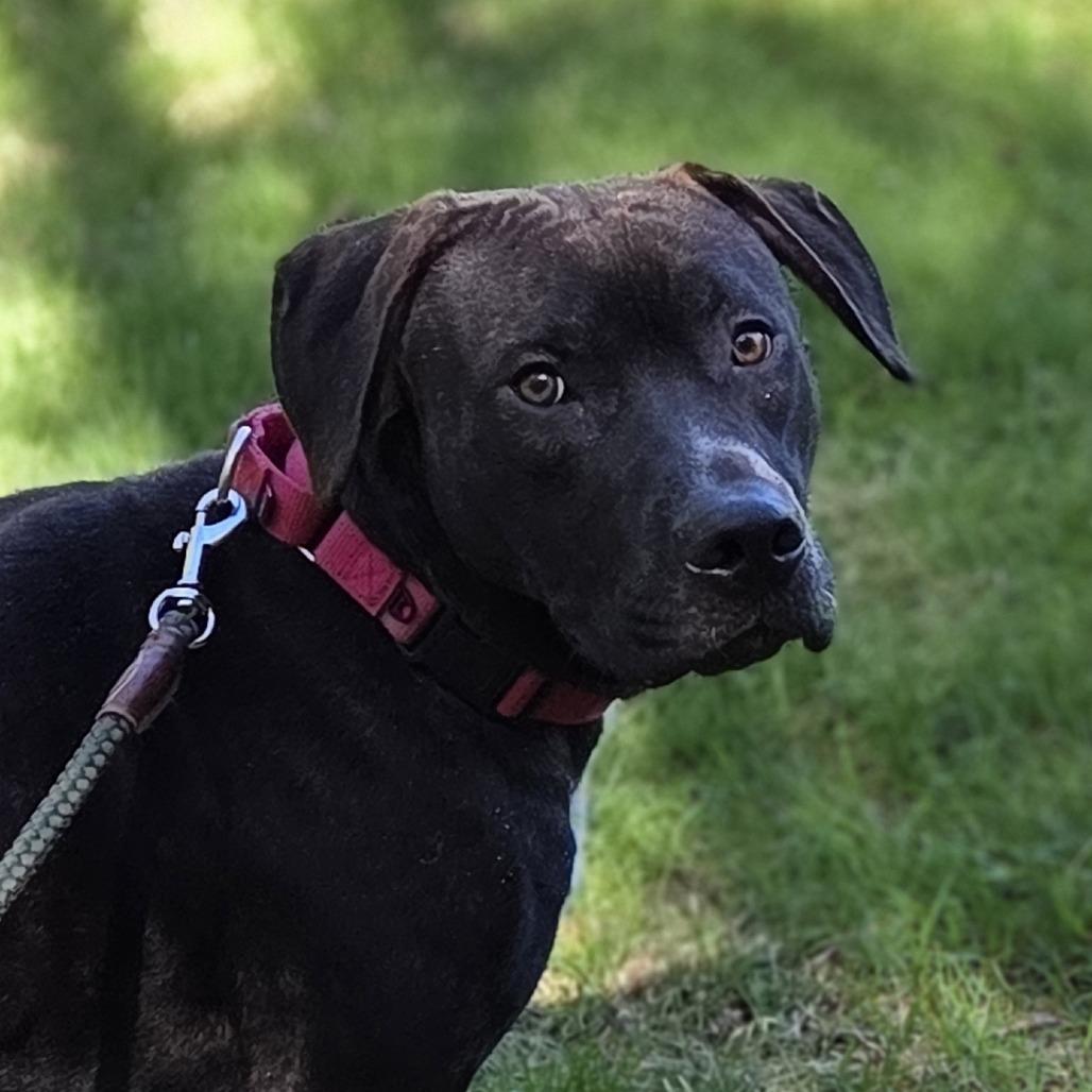 Enlarge Hank, a Adoptable mixed breed in Pittsford, VT image 1/2