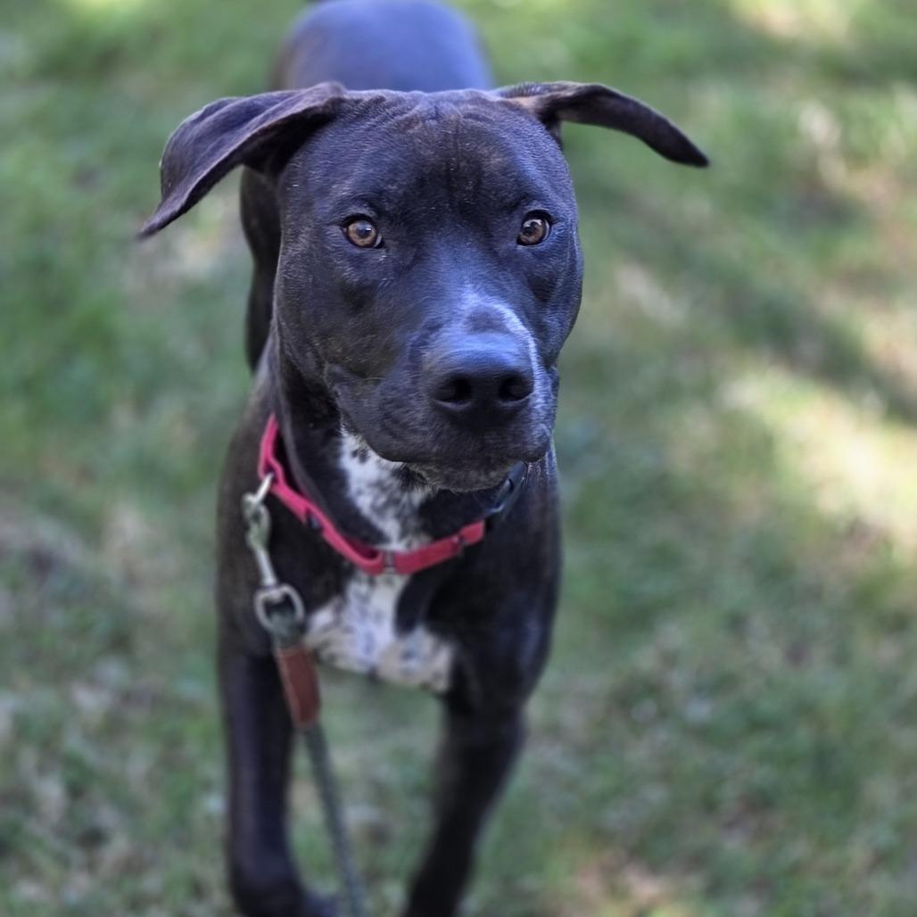 Enlarge Hank, a Adoptable mixed breed in Pittsford, VT image 2/2