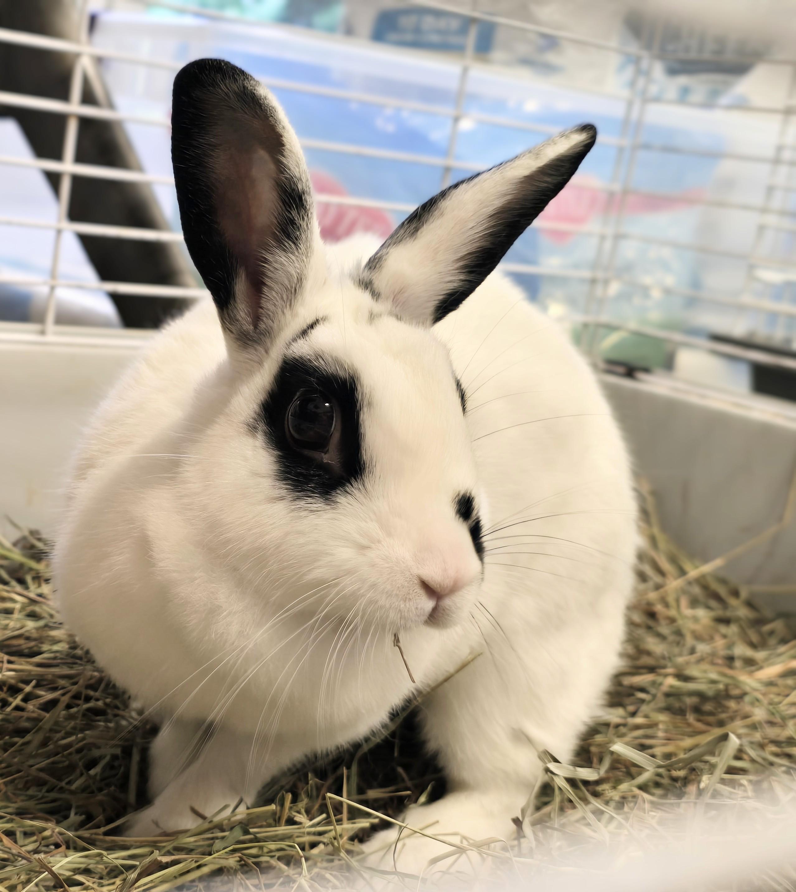 Enlarge -160 Dottie, a Adoptable American in Amityville, NY image 3/6