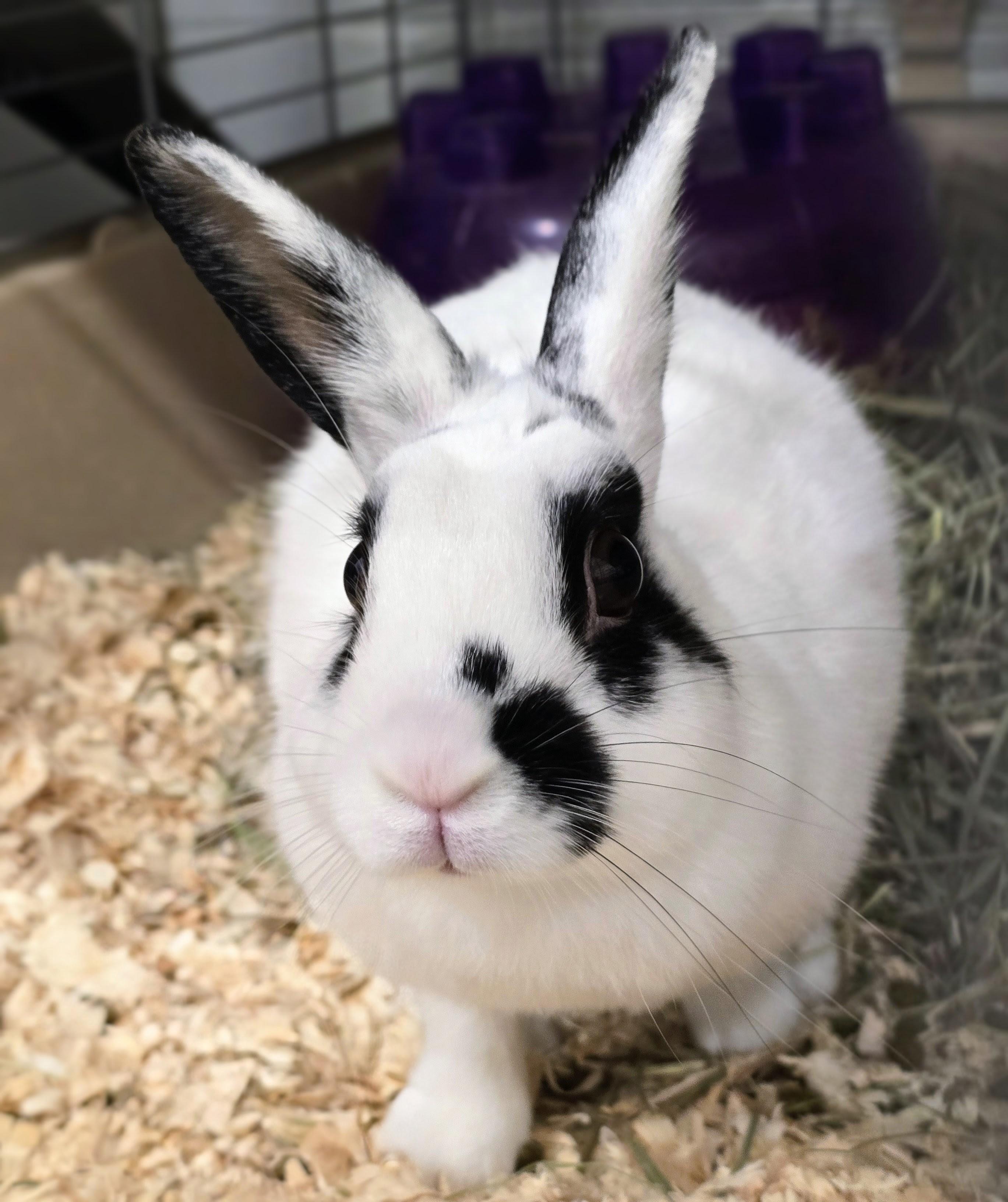 Enlarge -160 Dottie, a Adoptable American in Amityville, NY image 6/6